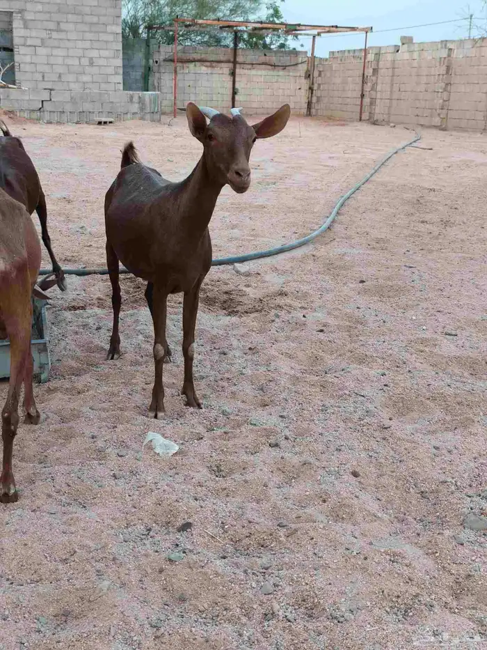 محايليات لون دهم منوه قناي 4