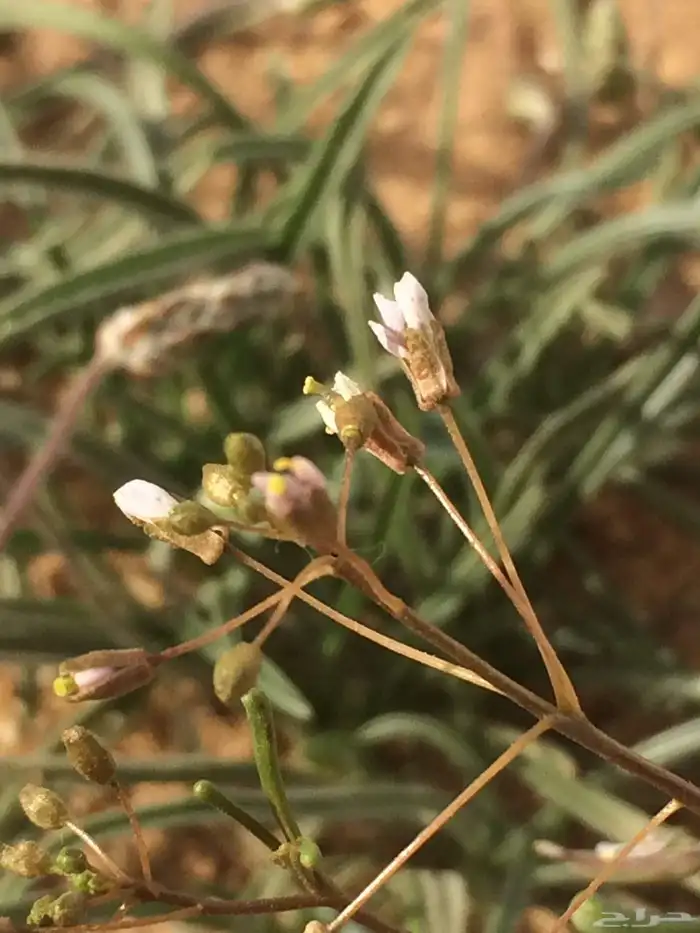 بذور القليقلان 8