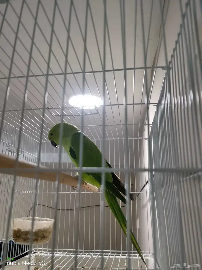 أنثى درة للبيع 1