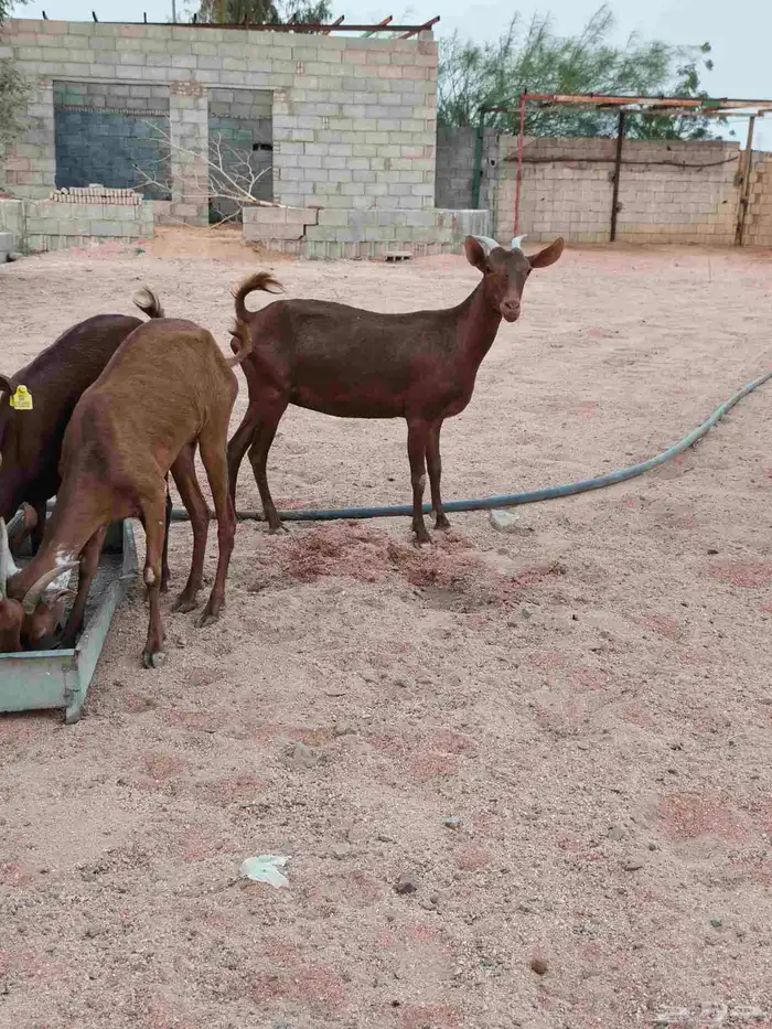 محايليات لون دهم منوه قناي 5