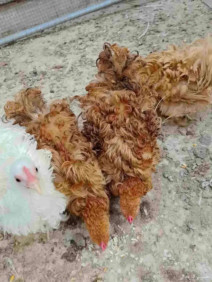 للبيع دجاج كوشن سلكي 1