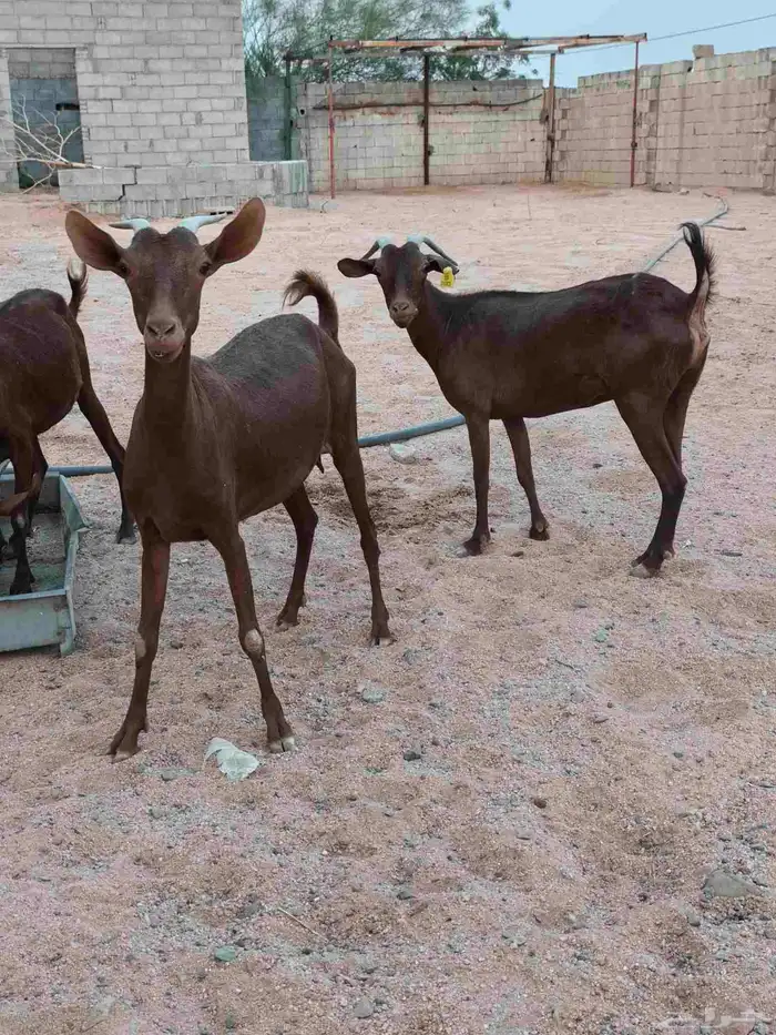 محايليات لون دهم منوه قناي 3