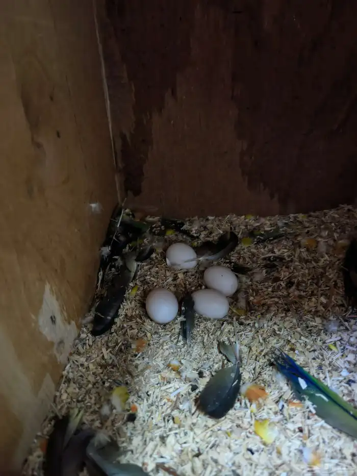 جوز صن كنيور منتج 1