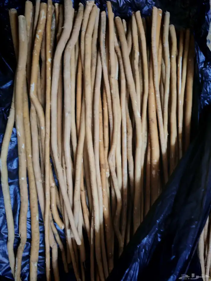 مسواك ربطه ب 35 والثاني مجانا عرض الجمعه عرض 6   11 3