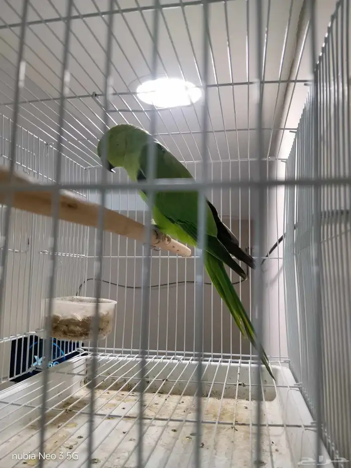 أنثى درة للبيع 2