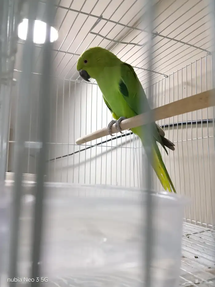 أنثى درة للبيع 0