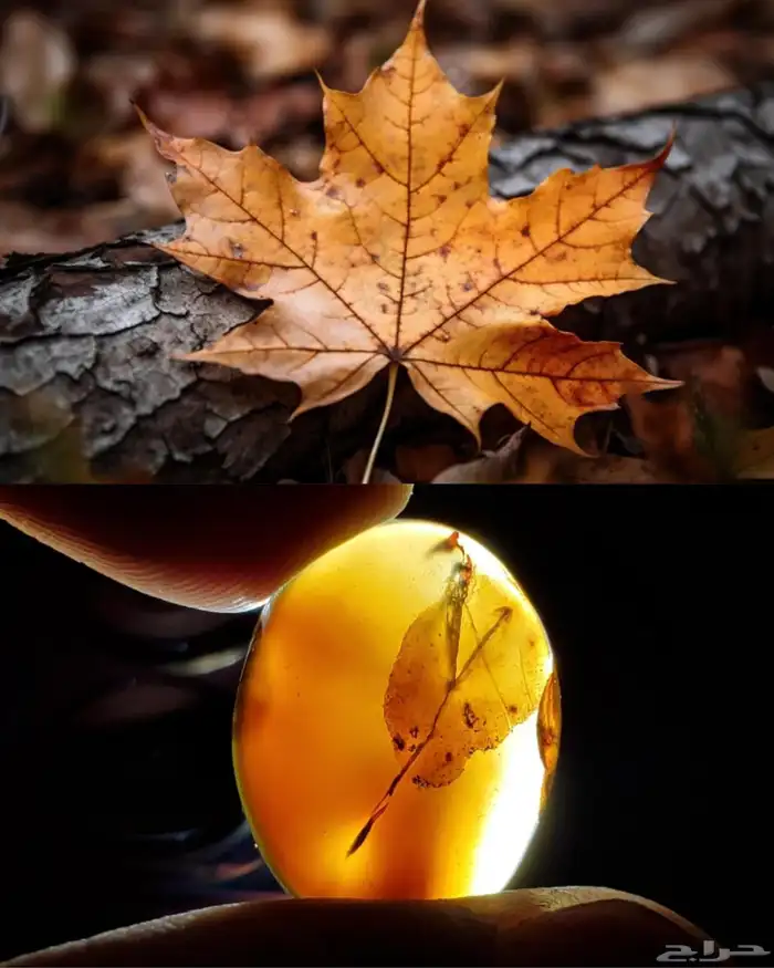 حجر عقيق يمني مصور حوت طبيعي 1