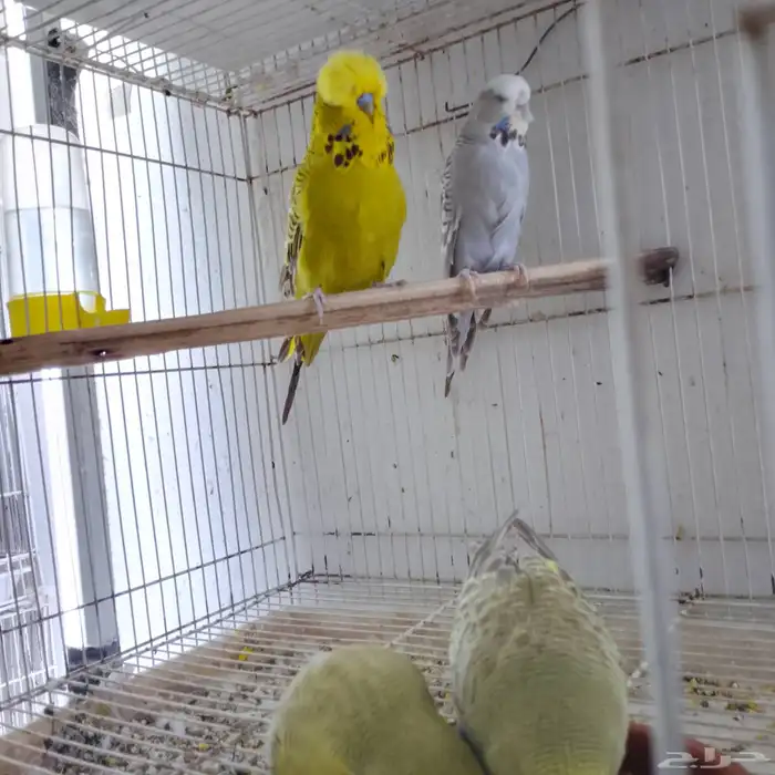 طيور زينه 12