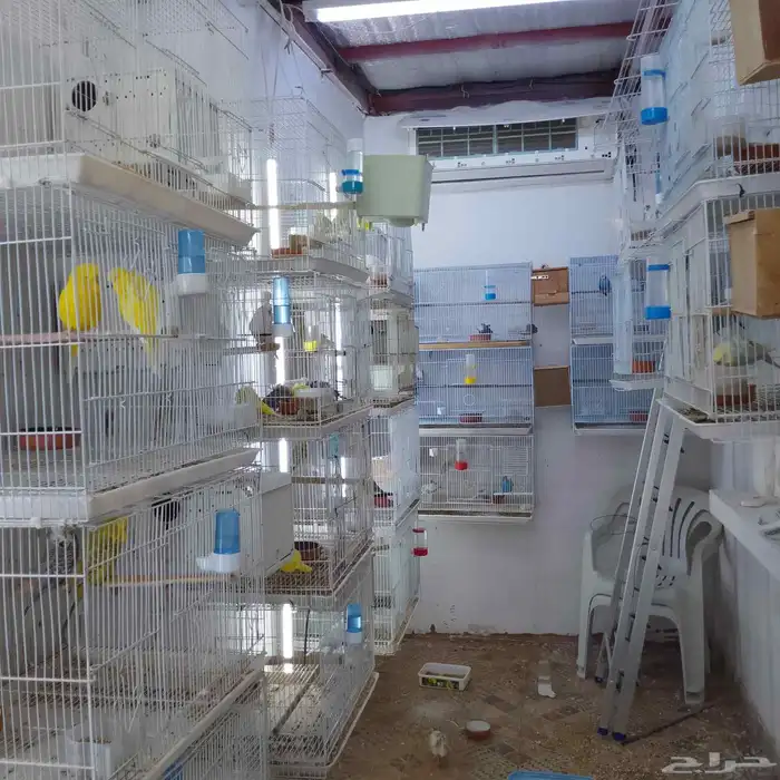 طيور زينه 11