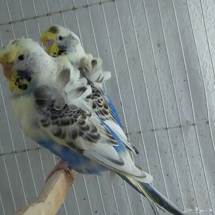 طيور زينه 13