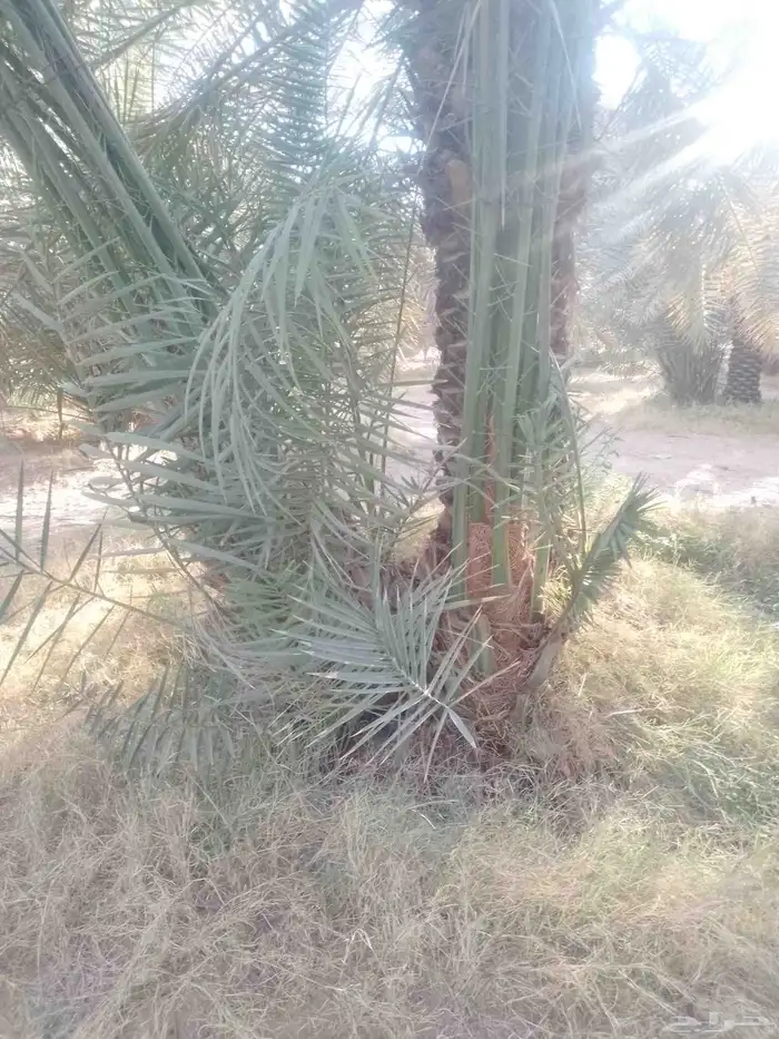 يوجد لدينا فروخ خلاص وصقعي. من لديه رغبه يتوصل. معنا 3