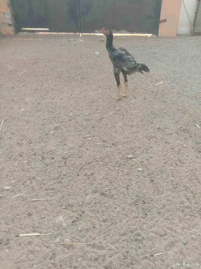 فروخ دجاج باكستاني 1