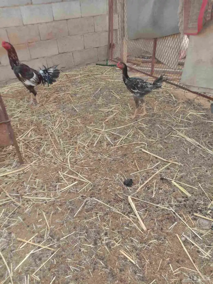 فروخ دجاج باكستاني 4