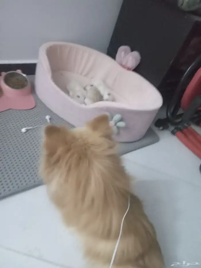 كلاب بومرينيان ام بعيالها للبيع مستعجل جدا 3