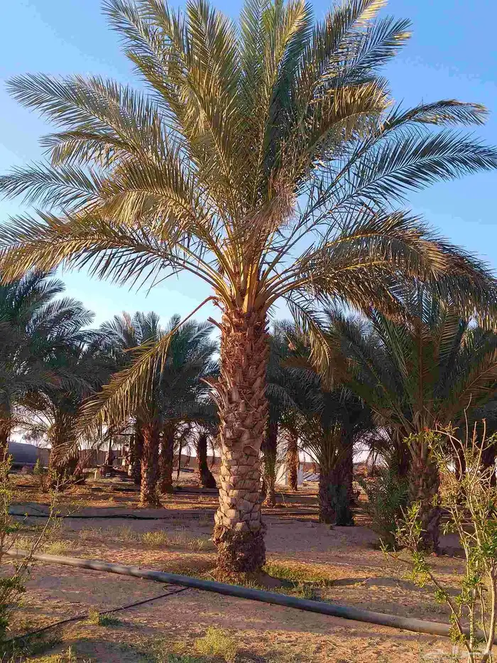 نخل عربي للبيع 4
