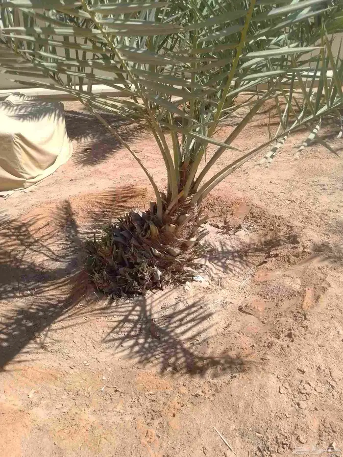 يوجد نقايل النخيل وفسايل النخيل وتكريب النخيل وصيانه النخيل 3