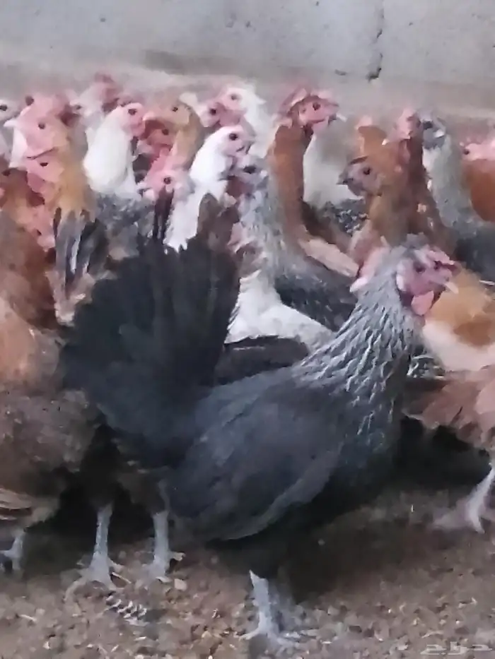 دجاج بلدي بياض ووز بلدي ووز عراقي وبط مسكوفي زكور واناث 2