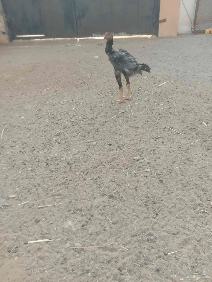 فروخ دجاج باكستاني 0