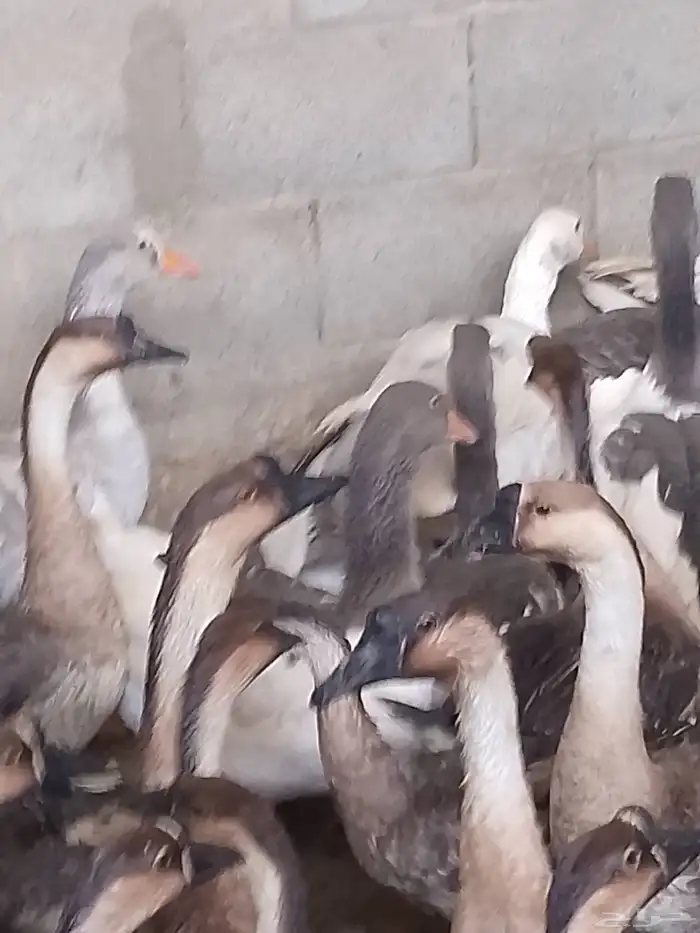 دجاج بلدي بياض ووز بلدي ووز عراقي وبط مسكوفي زكور واناث 6