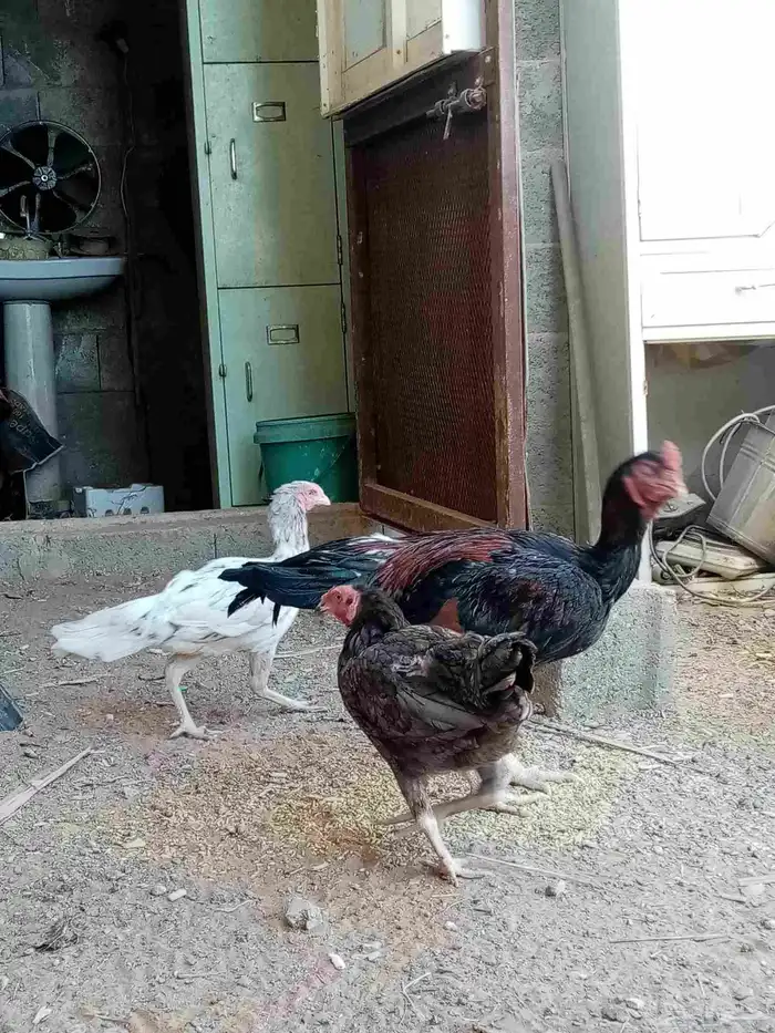 دجاج فارسي 5