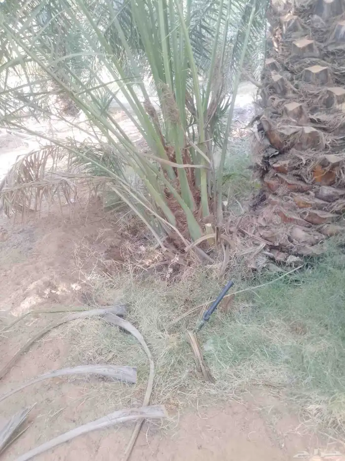 يوجد لدينا فروخ خلاص وصقعي. من لديه رغبه يتوصل. معنا 4