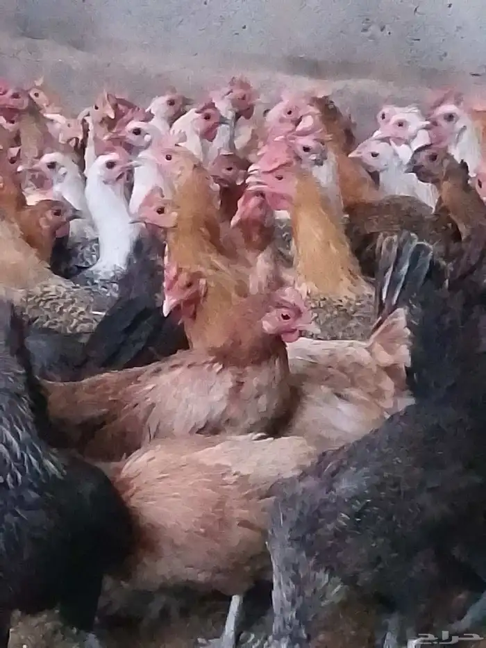 دجاج بلدي بياض ووز بلدي ووز عراقي وبط مسكوفي زكور واناث 3