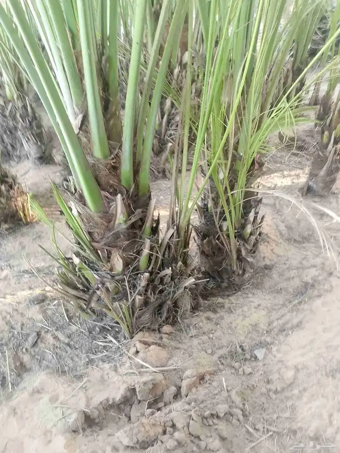 ابو صالح التوريد النخيل سكري برحي صقعي مجدول خلاص وحشني مكتو 6