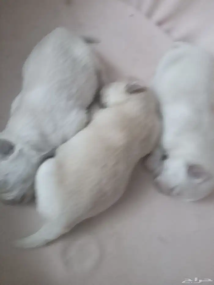 كلاب بومرينيان ام بعيالها للبيع مستعجل جدا 7