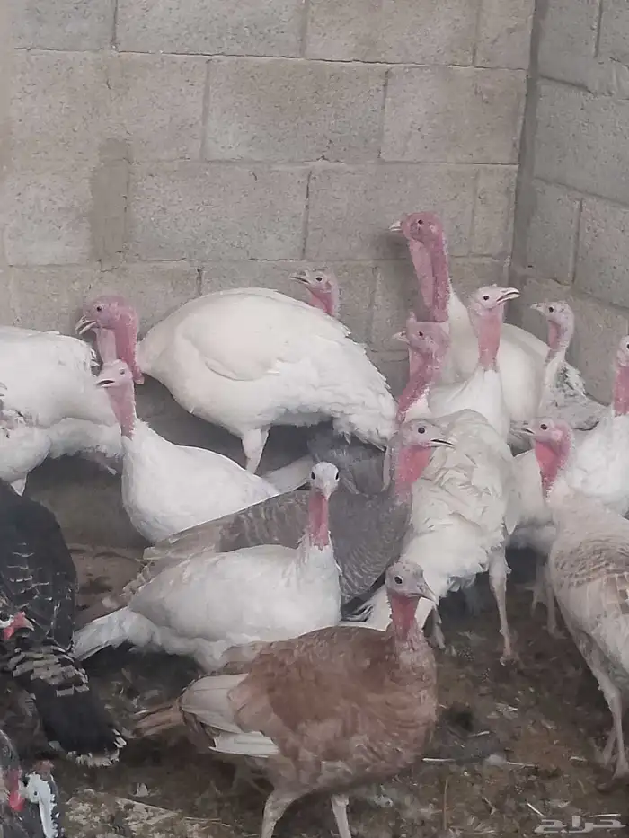 دجاج بلدي بياض ووز بلدي ووز عراقي وبط مسكوفي زكور واناث 9