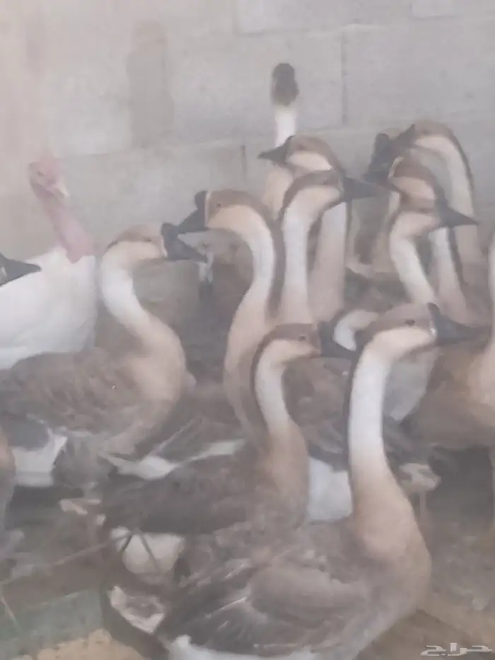 دجاج بلدي بياض ووز بلدي ووز عراقي وبط مسكوفي زكور واناث 8