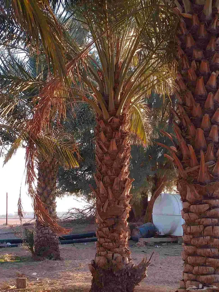 نخل عربي للبيع 1