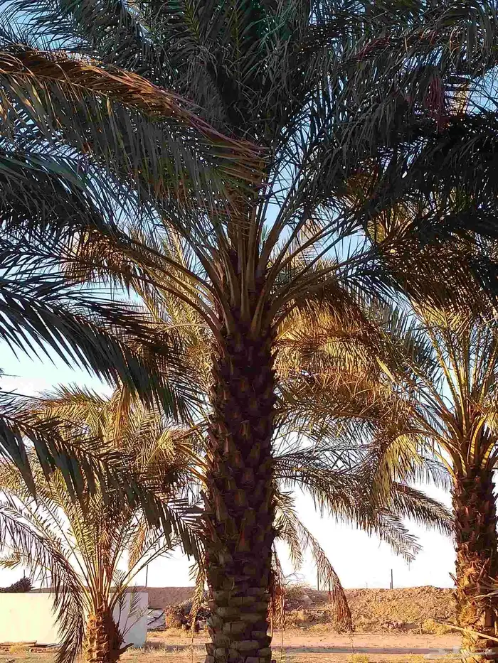نخل عربي للبيع 2