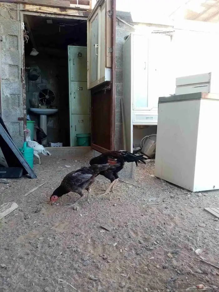 دجاج فارسي 0