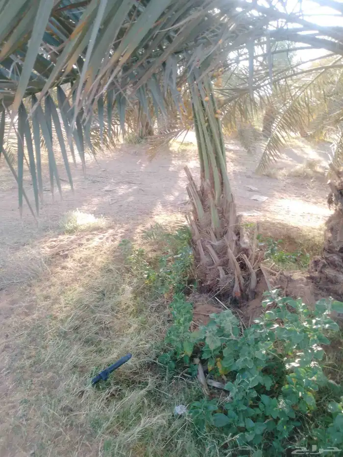 يوجد لدينا فروخ خلاص وصقعي. من لديه رغبه يتوصل. معنا 2