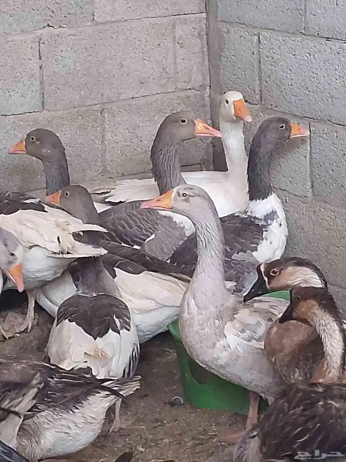 دجاج بلدي بياض ووز بلدي ووز عراقي وبط مسكوفي زكور واناث 5