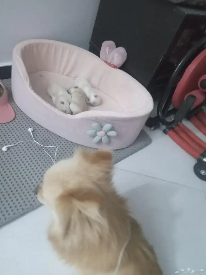 كلاب بومرينيان ام بعيالها للبيع مستعجل جدا 5