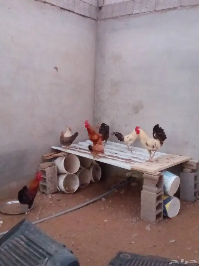 دجاج تربية بيت لبيع 2