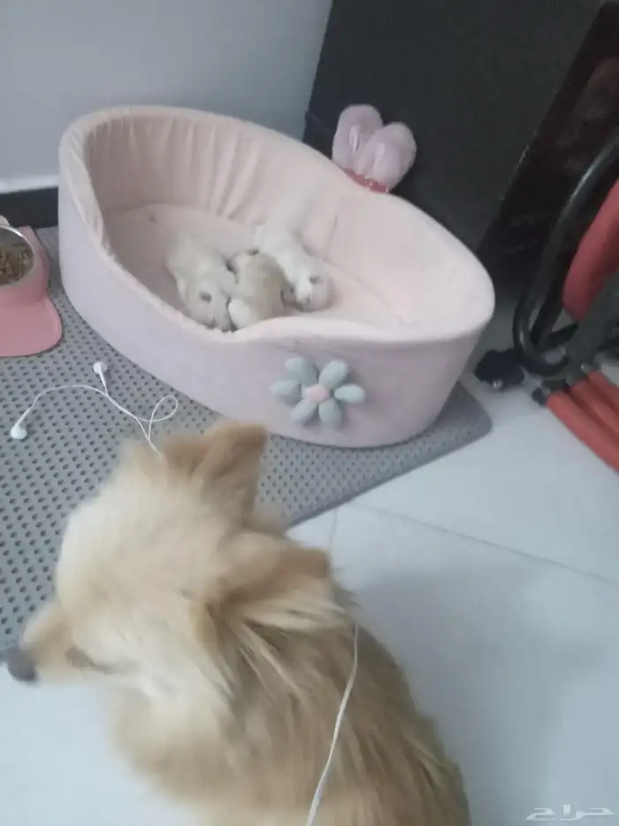 كلاب بومرينيان ام بعيالها للبيع مستعجل جدا 0