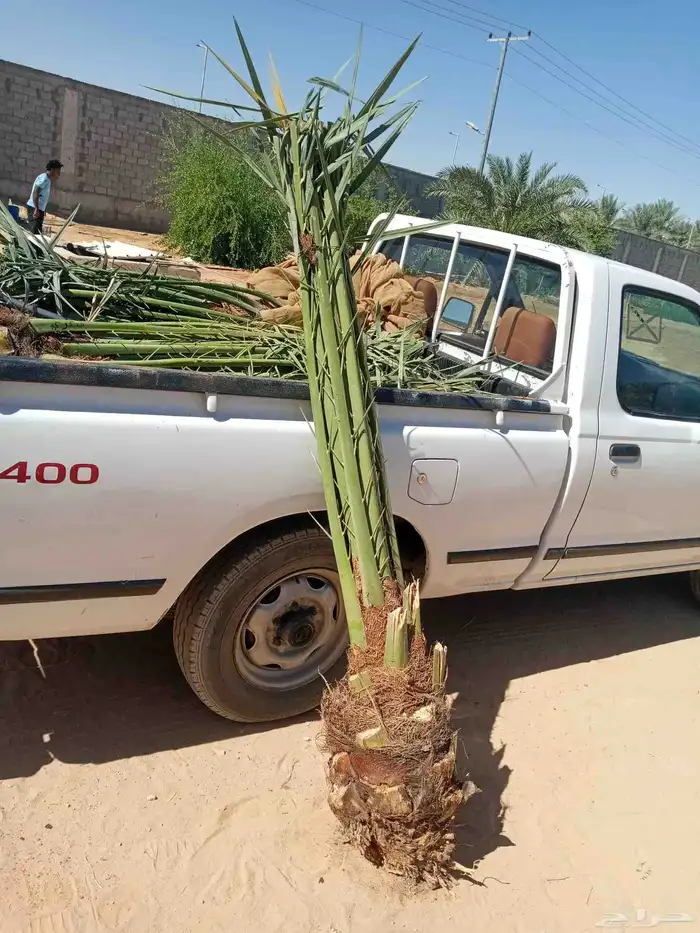 توريد جميع انواع انخيل بيشه 8