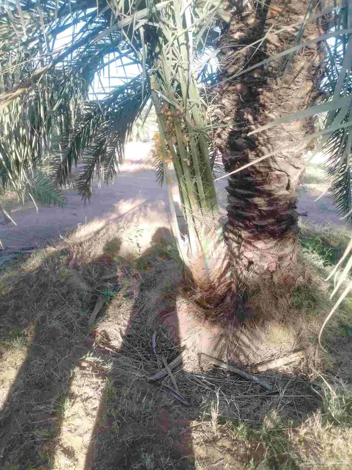 يوجد لدينا فروخ خلاص وصقعي. من لديه رغبه يتوصل. معنا 1