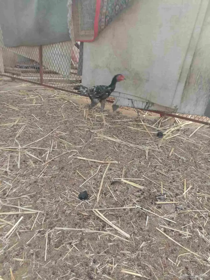 فروخ دجاج باكستاني 3