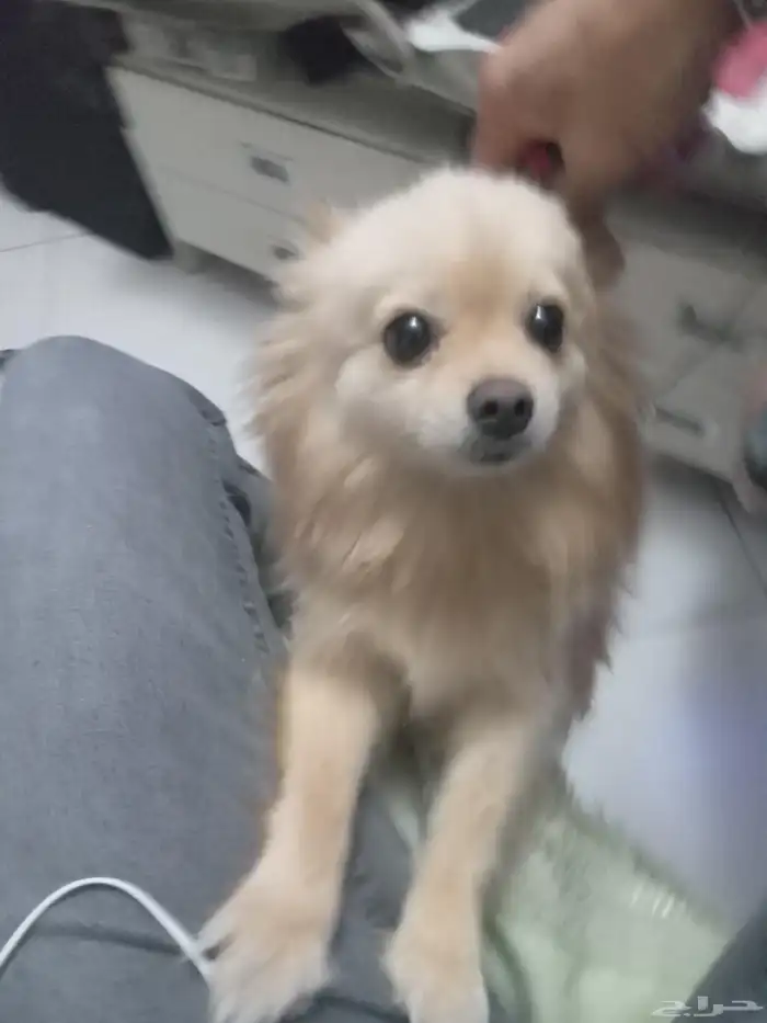 كلاب بومرينيان ام بعيالها للبيع مستعجل جدا 1