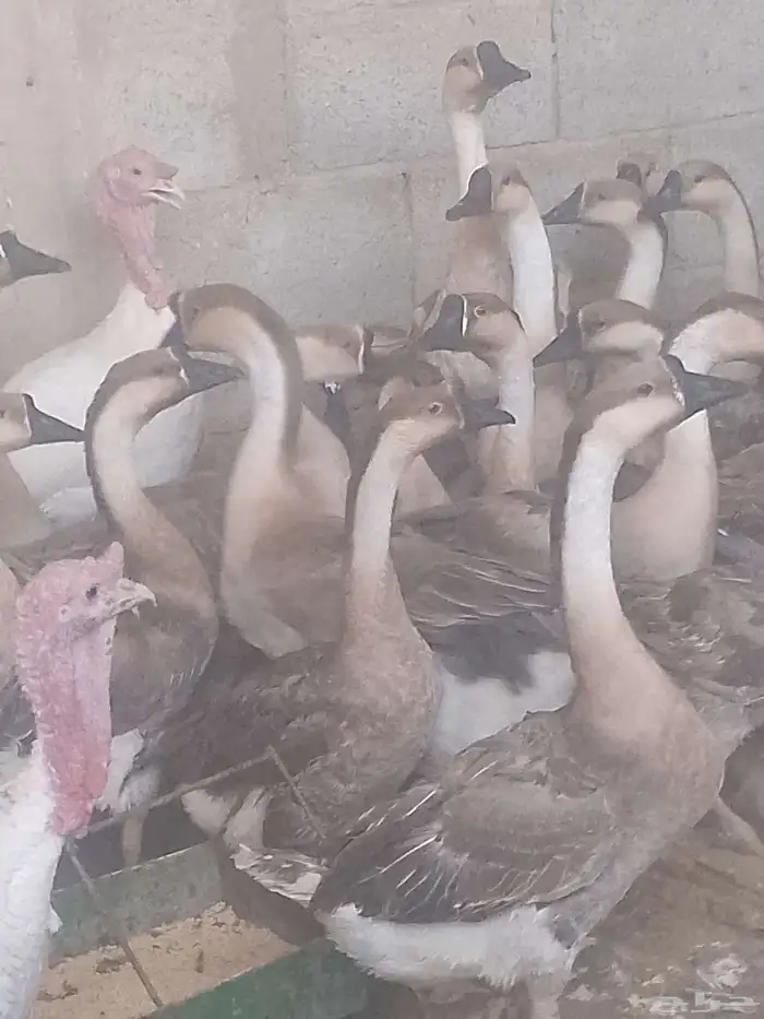 دجاج بلدي بياض ووز بلدي ووز عراقي وبط مسكوفي زكور واناث 7