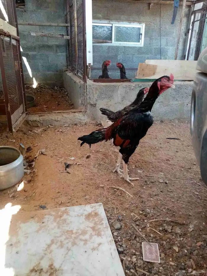 دجاج فارسي 6