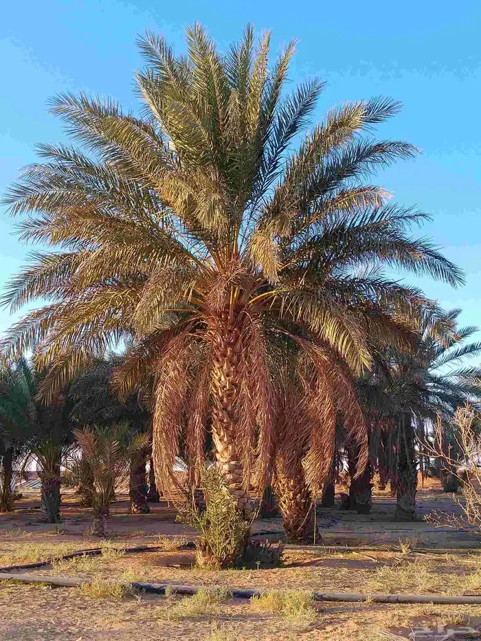 نخل عربي للبيع 5
