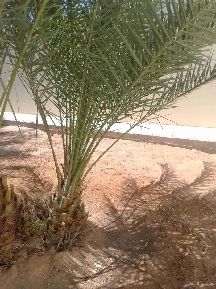 يوجد نقايل النخيل وفسايل النخيل وتكريب النخيل وصيانه النخيل 1