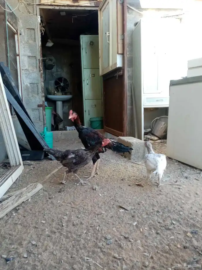 دجاج فارسي 4