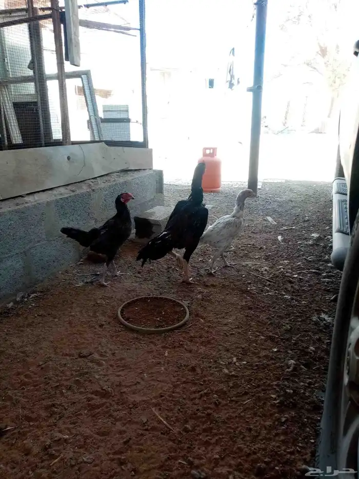 دجاج فارسي 3