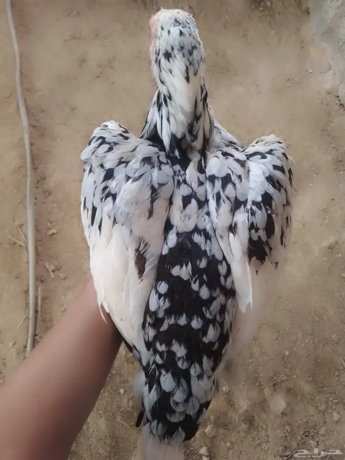 للبيع انثى سندي بيور لونها بوران فاخره 6