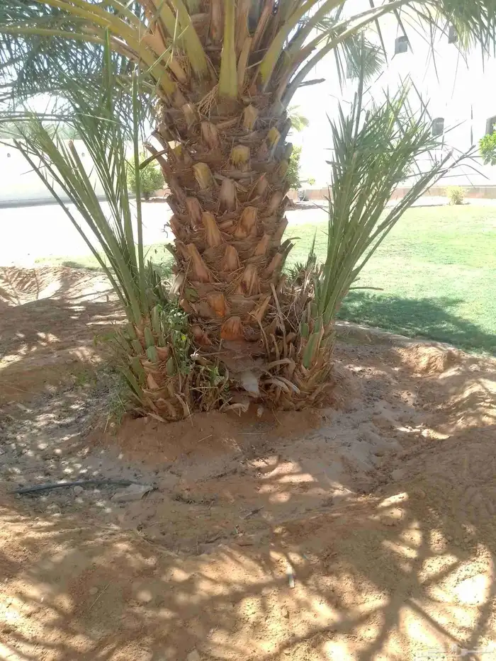 يوجد نقايل النخيل وفسايل النخيل وتكريب النخيل وصيانه النخيل 0